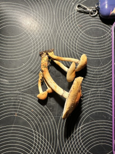 Гриб из Левашовское лесничество