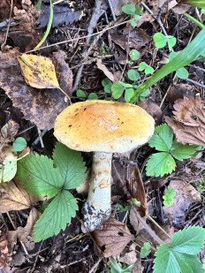 Паутинник жёлтый