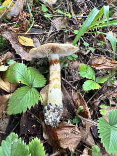 Паутинник жёлтый