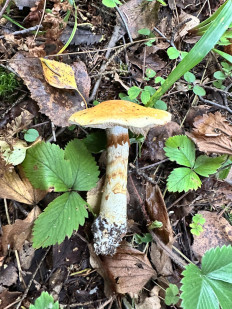 Паутинник жёлтый