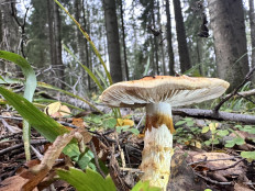 Паутинник жёлтый