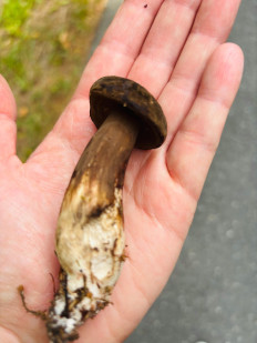 Гриб из донецк