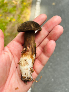 Гриб из донецк