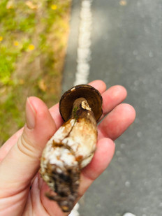 Гриб из донецк