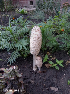 Навозник белый