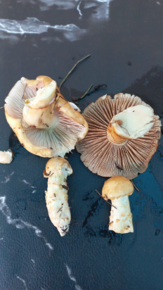 Гриб из Долгоруково Липецкая область