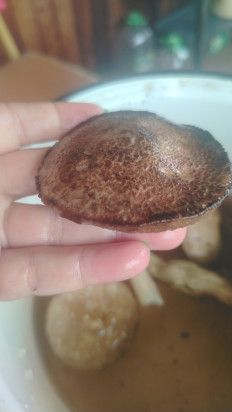 Гриб из Vladivostok