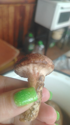 Гриб из Vladivostok