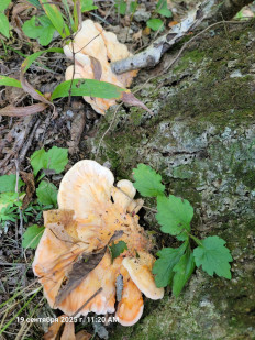 Трутовик серно-жёлтый