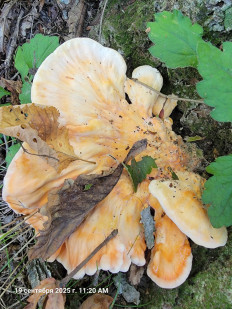 Трутовик серно-жёлтый