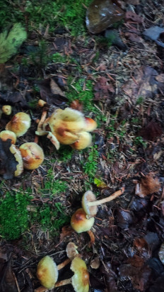 Гриб из Великий новгород