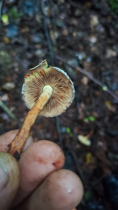 Гриб из Великий новгород