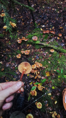 Гриб из Великий новгород