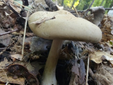 Гриб из Москва