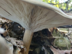 Гриб из Москва