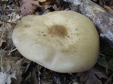 Гриб из Москва