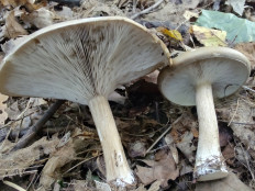 Гриб из Москва