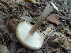 Гриб из Москва