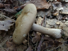 Гриб из Москва