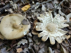 Гриб из Москва