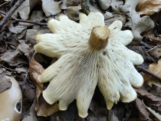 Гриб из Москва