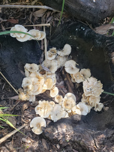 Гриб из Краснодар