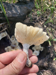 Гриб из Краснодар