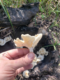 Гриб из Краснодар