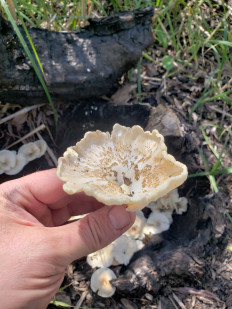 Гриб из Краснодар