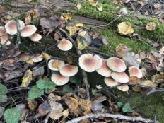 Гриб из Москва