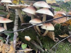 Гриб из Москва