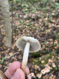 Гриб из Москва