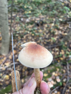 Гриб из Москва