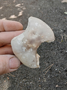 Гриб из Ставрополь