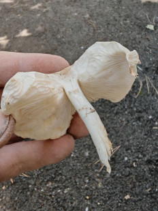 Гриб из Ставрополь