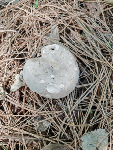 Гриб из Ставрополь