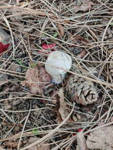 Гриб из Ставрополь