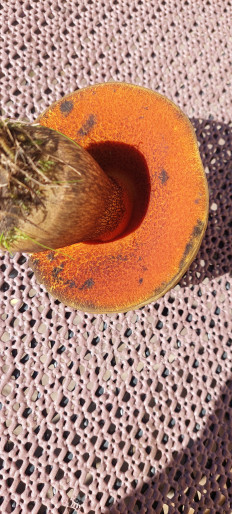 Гриб из Rostock Ostsee