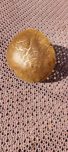 Гриб из Rostock Ostsee