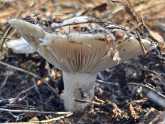 Гриб из Днепр