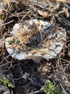 Гриб из Днепр