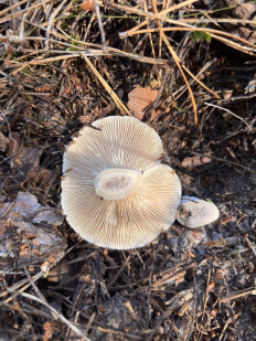 Гриб из Днепр