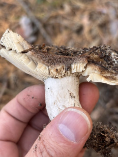 Гриб из Днепр