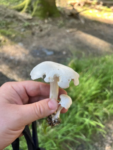 Гриб из донецк