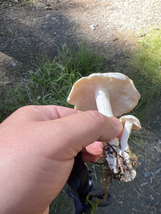 Гриб из донецк