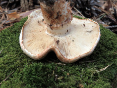 Tricholoma Focale - Рядовка перевязанная
