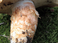 Tricholoma Focale - Рядовка перевязанная