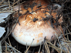 Tricholoma Focale - Рядовка перевязанная