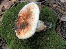 Tricholoma Focale - Рядовка перевязанная