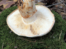 Tricholoma Focale - Рядовка перевязанная